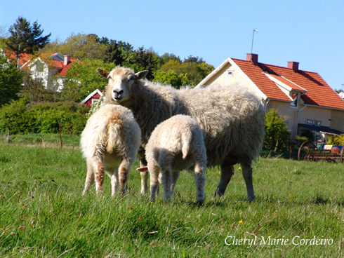 Sheep, Swedish west coast 8