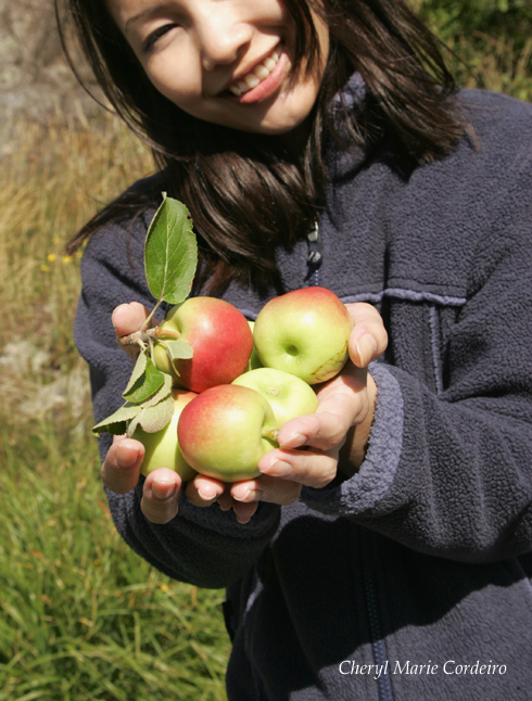 Cheryl Marie Cordeiro, wild apples, Swedish west coast