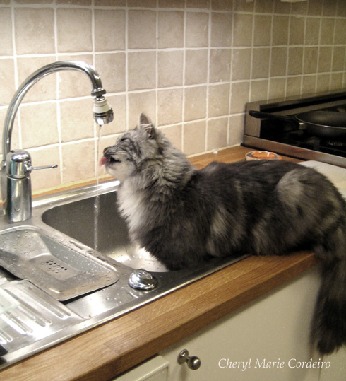 Norwegian Forest Cat, drinking from tap, Sweden