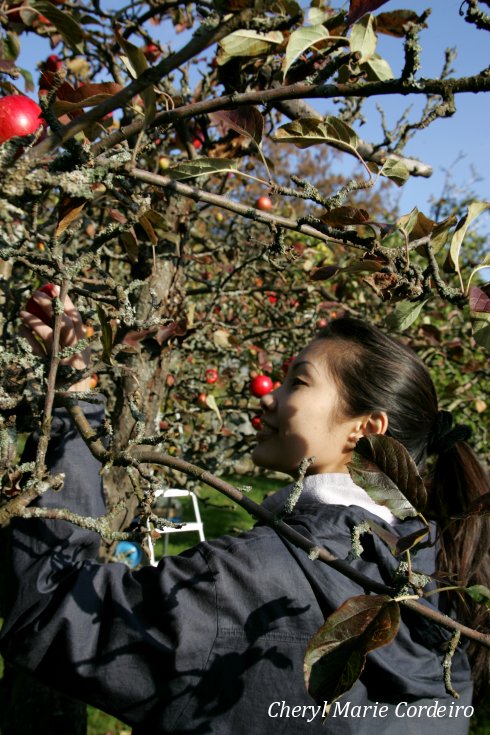 Cheryl Marie Cordeiro, apple picking, autumn, Sweden 2010.