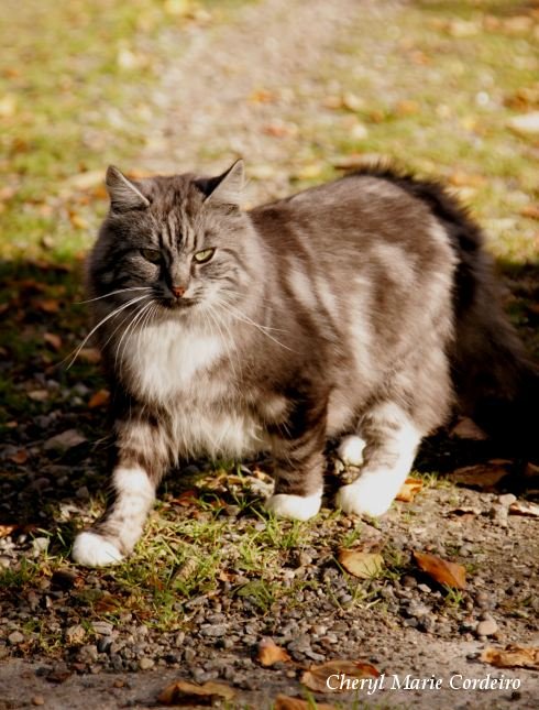 Natural fur, autumn grey. Norwegian Forest Cat.
