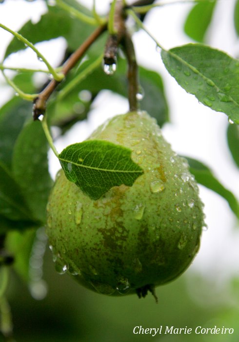 August pear in garden.