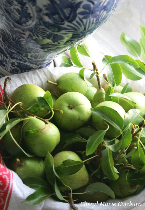 Garden pears, Swedish west coast.