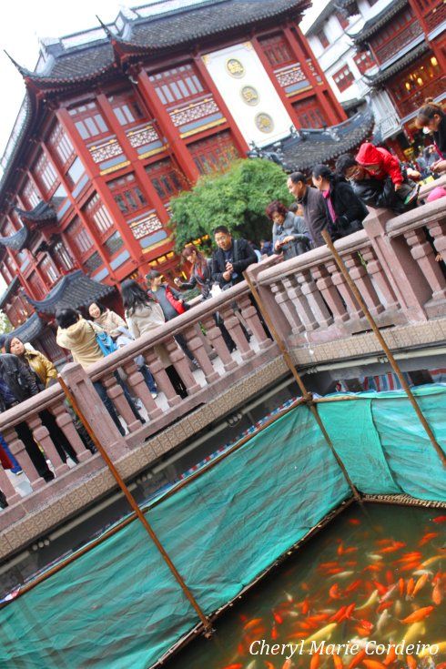 Koi gazing, Yuyuan, Shanghai 2011.