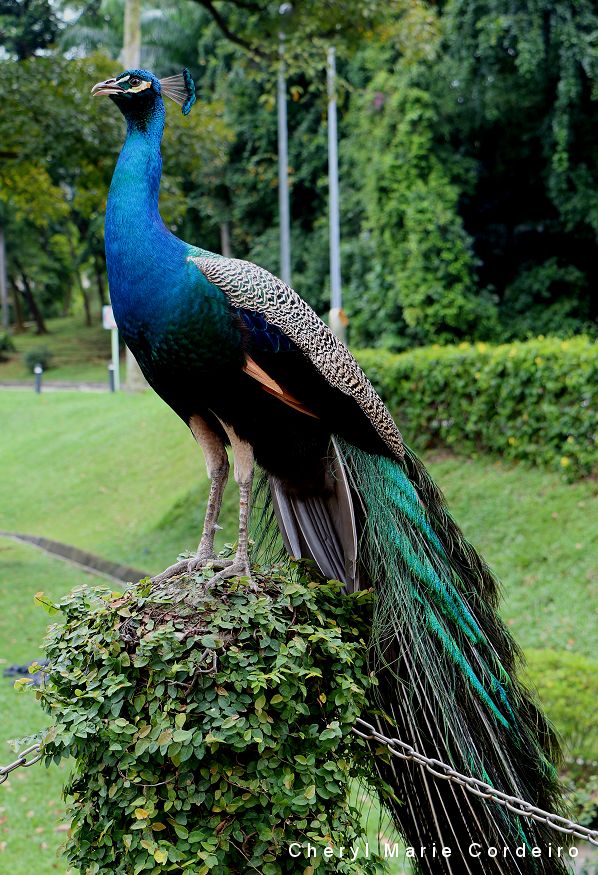 peacock_full