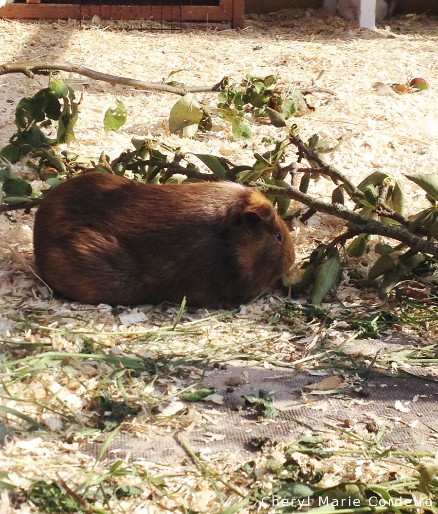 Guinea pig, Lysekil