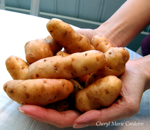 Anya potatoes; Anya potatisar