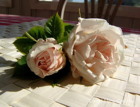 Blush pink roses, at Cheryl Marie Cordeiro