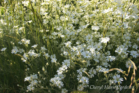 Some flowers along the western coast of Sweden – Cheryl Marie Cordeiro