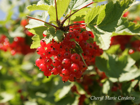 Red currants 2