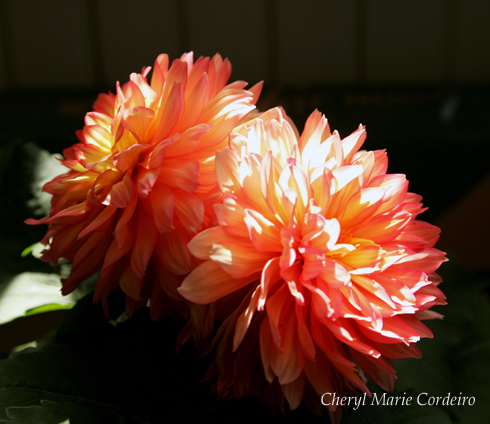 Dahlias