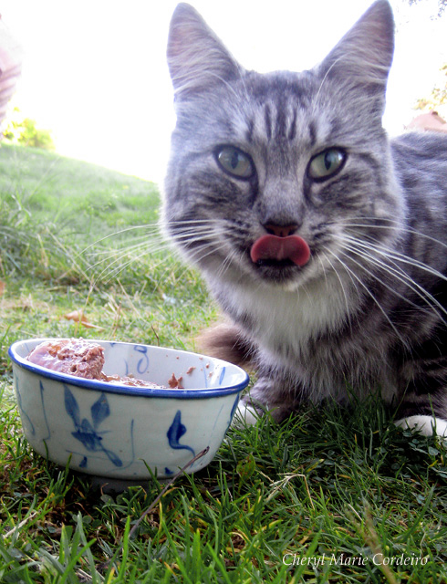 Norwegian Forest Cat, food, Sweden