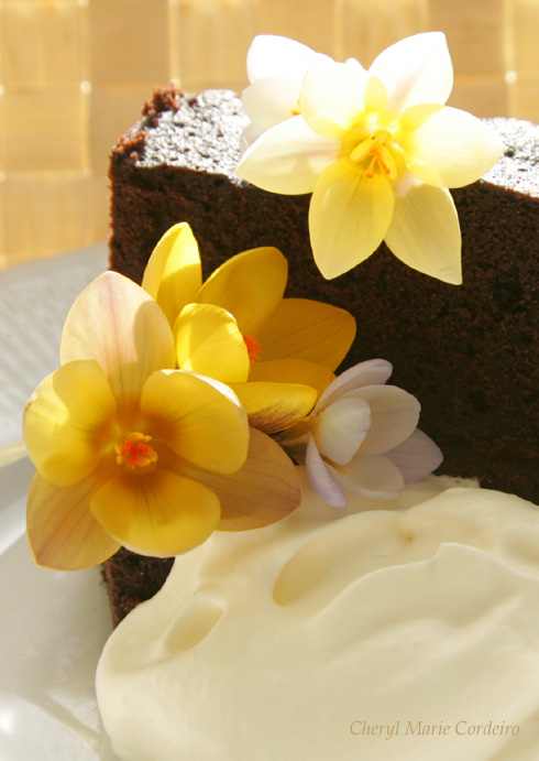 Steamed chocolate cake with whipped cream, made with Valrhona cocoa powder. Early spring flowers, Sweden. 
