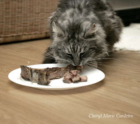 Norwegian Forest Cat with his T-bone steak done bistecca alla fiorentino style, Sweden.