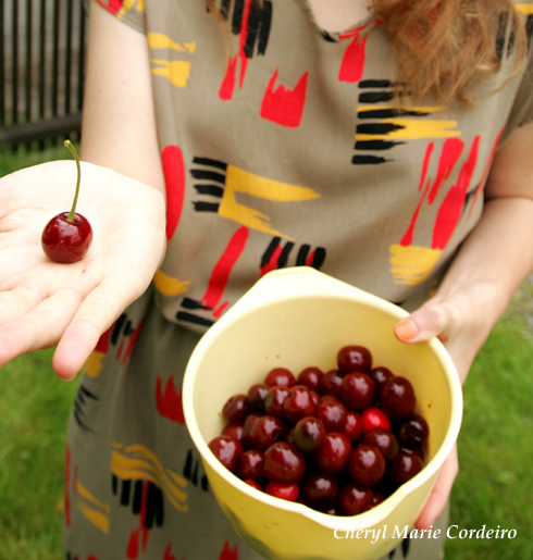 Cherry picking, Sweden.