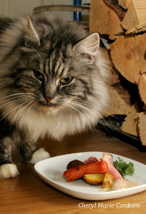 Cat and his plate of Christmas food.