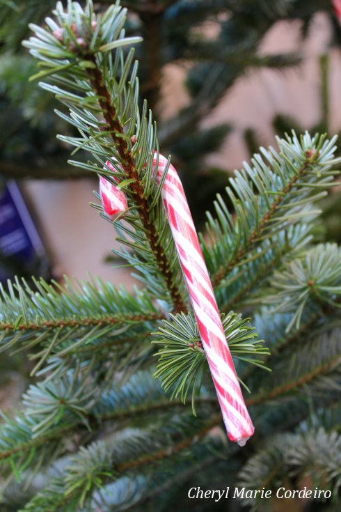 Candy cane on pine, Haga julmarknad, Christmas market at Haga, Sweden.