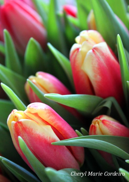 Spring tulips.