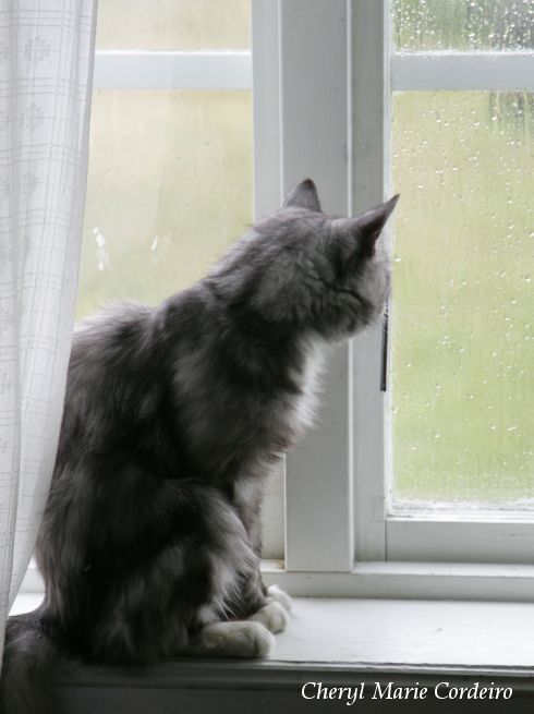 cat_in_rainy_window