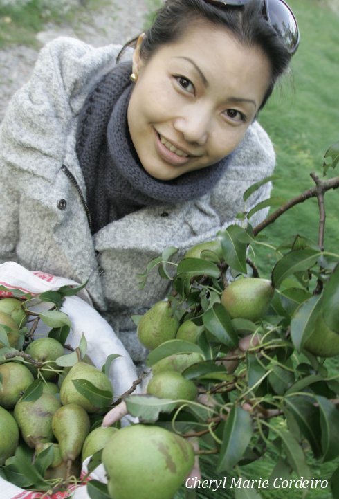 Cheryl Marie Cordeiro, autumn pear picking 2011, Swedish west coast.