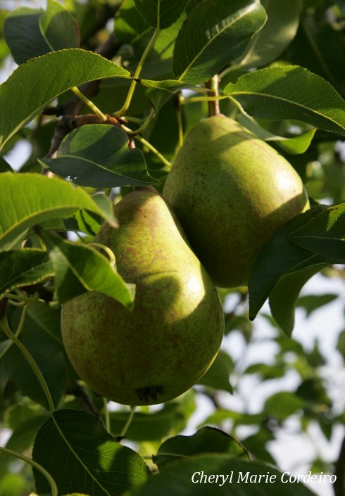 Pears in autumn, Swedish west coast.