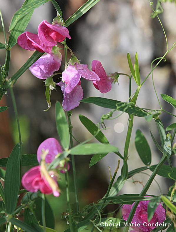 Lathyrus, also known as sweet peas and vetchlings