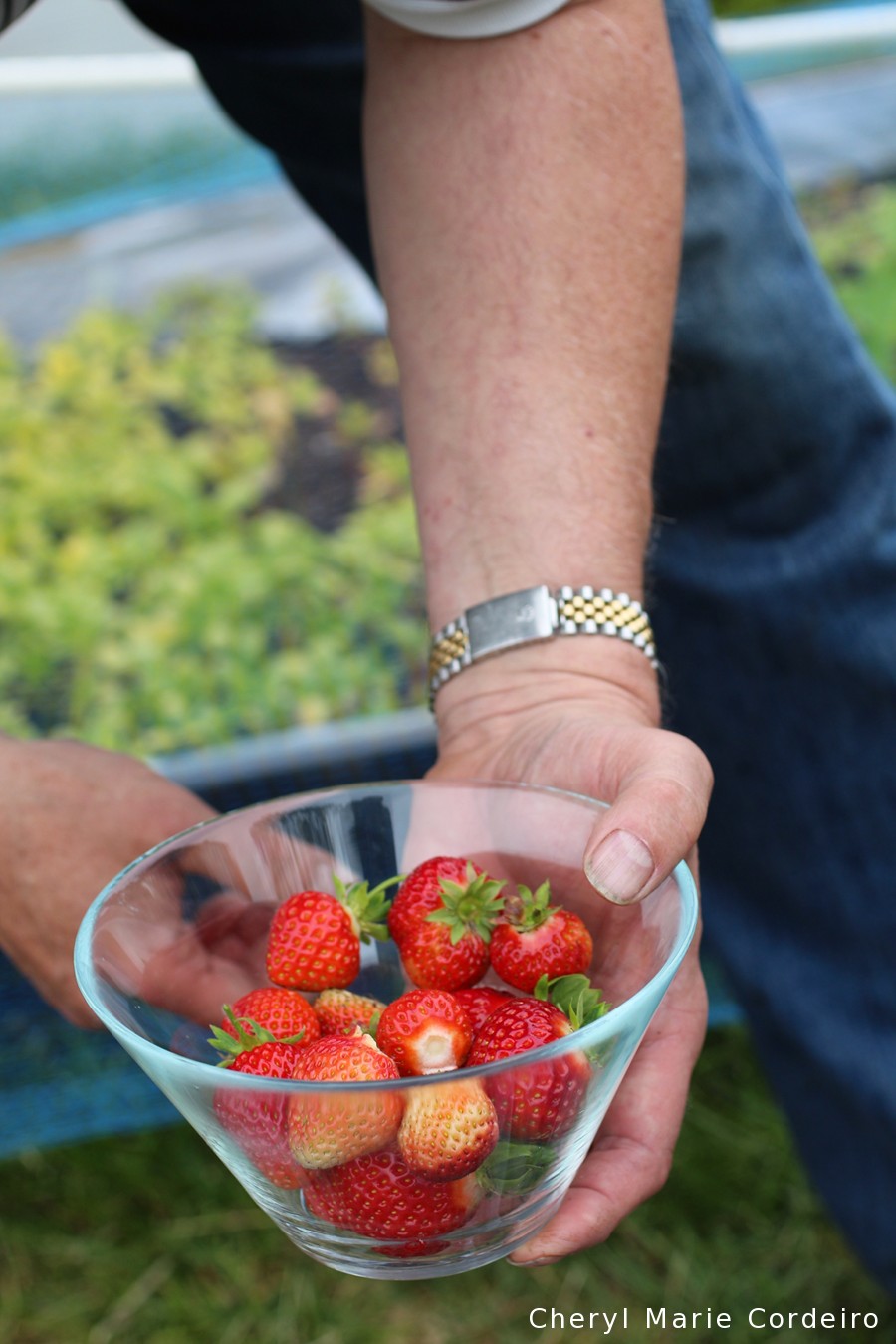 Cheryl Marie Cordeiro, strawberry harvest 2015