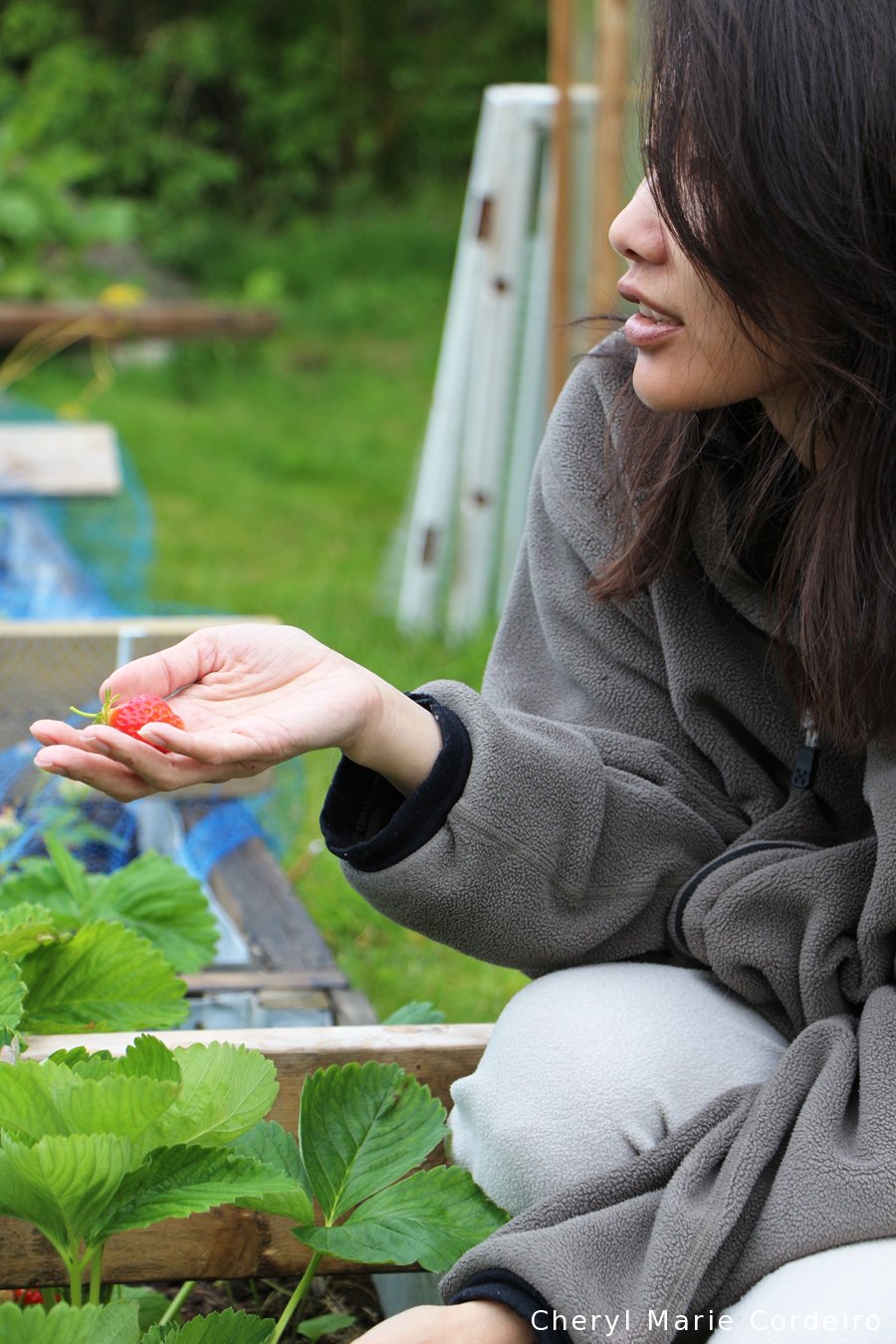 Cheryl Marie Cordeiro, strawberry harvest 2015
