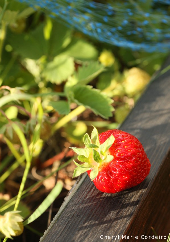 Strawberry 2016 Styrsö